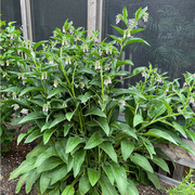 Comfrey