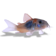 Red Sailfin Venezuela Cory Catfish (Corydoras sp aff aeneus)