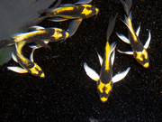 Mayan Butterfly Koi (Cyprinus rubrofuscus "Mayan") - Tank Bred