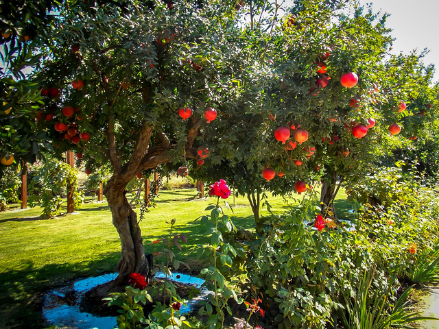 Salavatski Pomegranate Tree