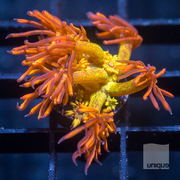 Goniopora  sp. Amazeballs Goniopora- Stock Frag 1"