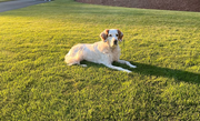 Dog walking services in Uxbridge, MA