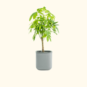 EZ Self-Watering Home Planter