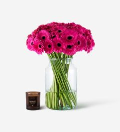 Hot Lips Gerbera Daisy