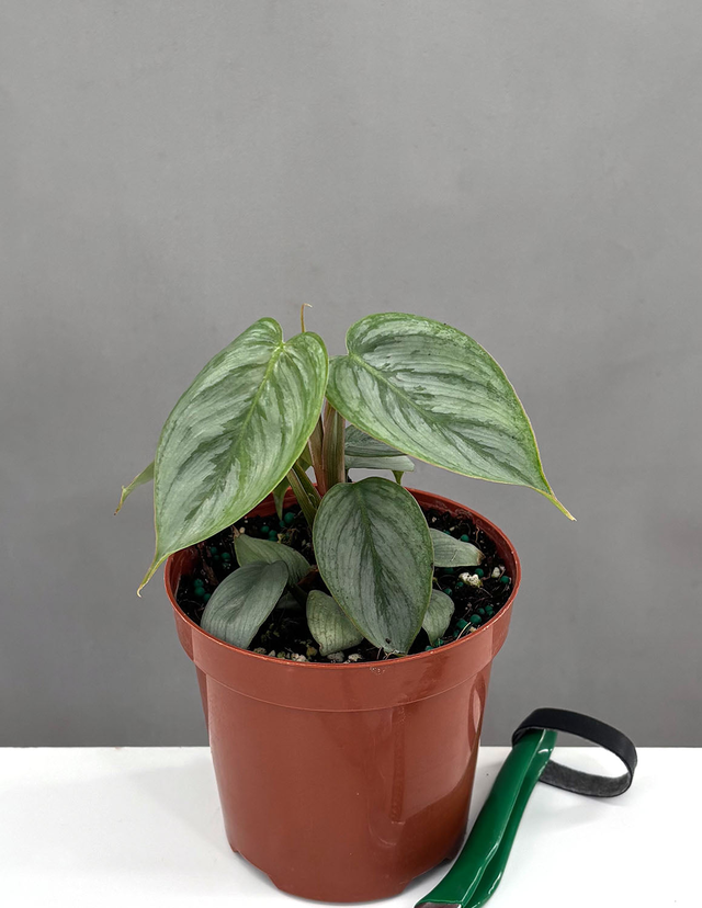 Philodendron Sodiroi