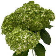 Buy Hydrangea Green Flowers Wholesale Price