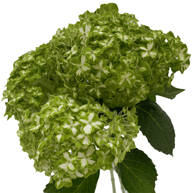 Buy Hydrangea Green Flowers Wholesale Price