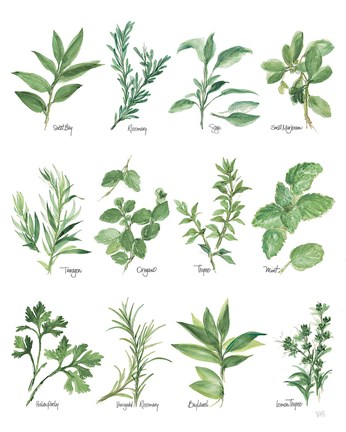 Herb Chartby Chris Paschke