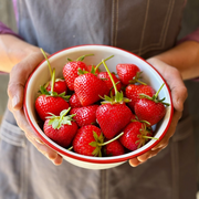 Yambu Strawberry Bare Roots