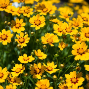 Baby Sun Coreopsis