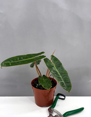Philodendron Billietiae