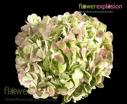 Antique Hydrangea | Green