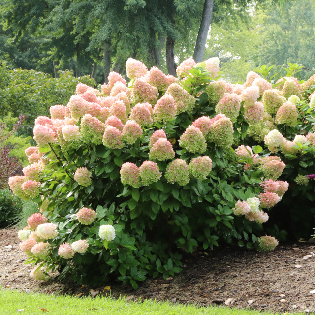 Little Lime Punch® Panicle Hydrangea