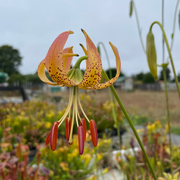Lilium iridollae “Purple Leaf” Potted