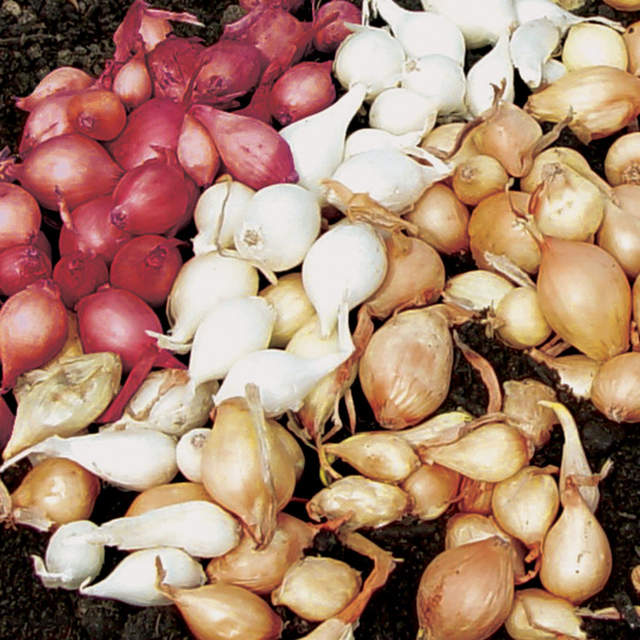 Onion Collection, Sets