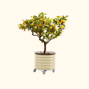 Self-Watering Rolling Citrus Tree Planter