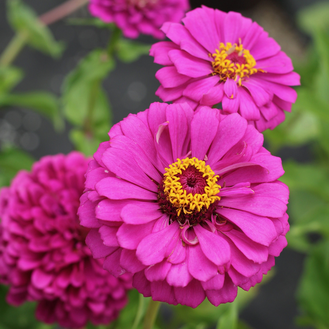 Zinnia, Giant Double Violet Queen Seeds