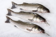 Striped Bass Whole