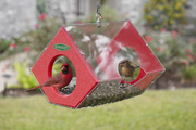Duncraft Cardinal Fly Thru Feeder