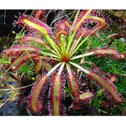 Cape Sundew Plant - Drosera capensis - Carnivorous Gift Box