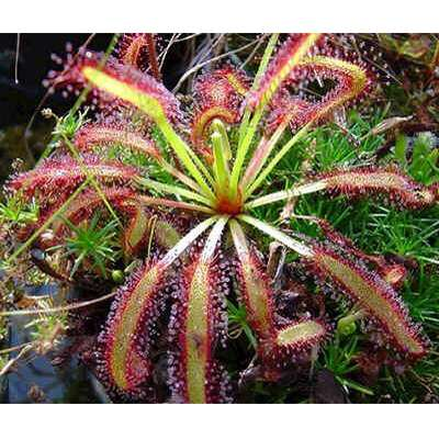 Cape Sundew Plant - Drosera capensis - Carnivorous Gift Box