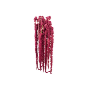 Amaranthus Hanging Red