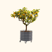 Self-watering Rolling Citrus Tree Planter