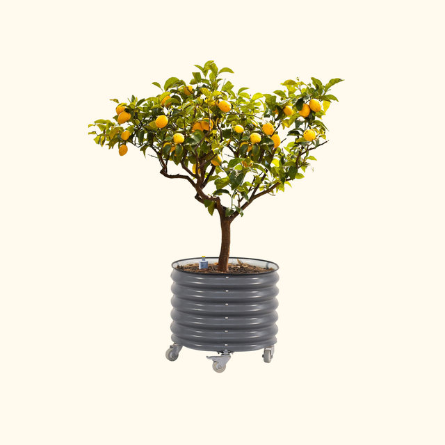 Self-watering Rolling Citrus Tree Planter