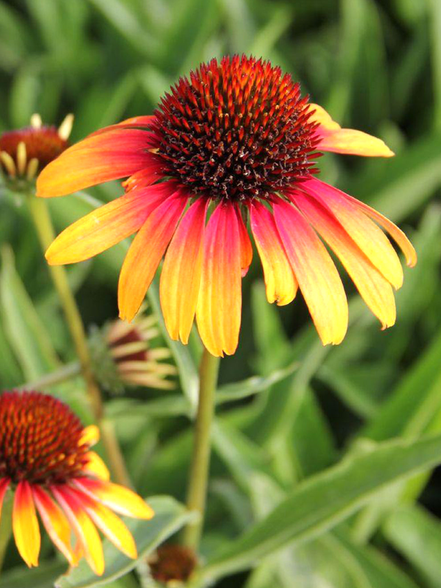 Echinacea Fiery Meadow Mamma (Coneflower)