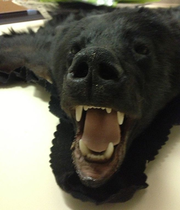 "Grin & Bear It" Rug