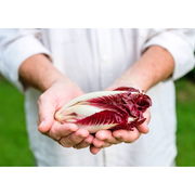 Endive and Chicory Gourmet Mix