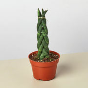 Snake Plant 'Braided'