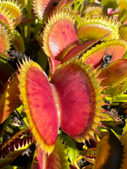 Dionaea m. “Geoff’s Super-Dente” Potted