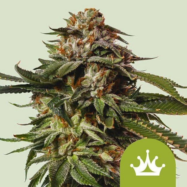 Special Queen 1 Auto Feminised Seeds