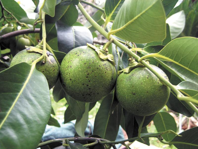 Matt Snow Black Sapote Tree