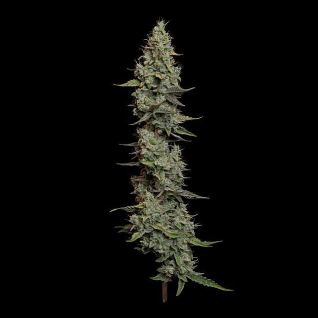 Wedding Cake Auto Feminized Seeds