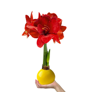 Sunshine Yellow Waxed Amaryllis Bulb‎ with deep red blooms