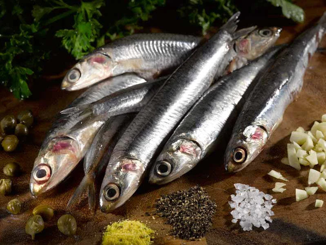 Wild Whole Anchovies - 15.87oz