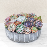7.6" Round Succulent Arrangement Table Décor