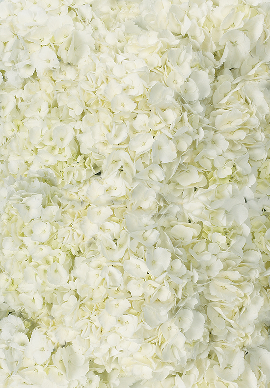 White Hydrangeas