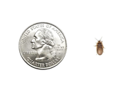 Extra Small 1/4" Dubia