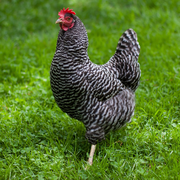 Baby Chicks: Barred Plymouth Rock