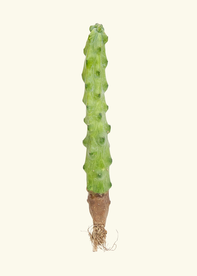 Boobie Cactus