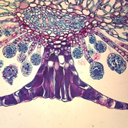 "Fern Indusium, c.s., 12 &#181;m Microscope Slide"