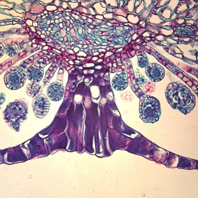 "Fern Indusium, c.s., 12 &#181;m Microscope Slide"