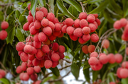 Lychee Tree  - Mauritius