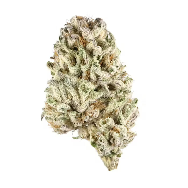 Jack Frost Indica