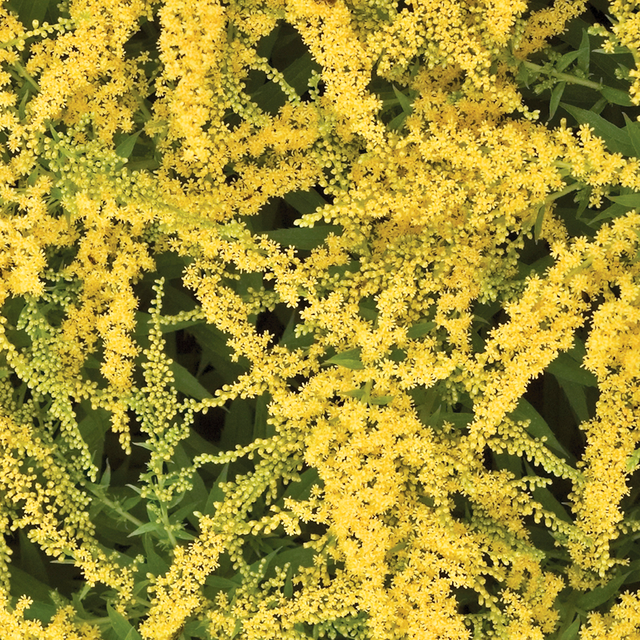 'Fireworks' Goldenrod (Solidago)