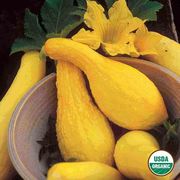 Squash, Yellow Summer Crookneck Organic Seeds, 5.3g