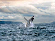 Newfoundland Puffin and Whale Watch Cruise